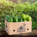 20 ADET AVOKADO--- 2 KG LİMON