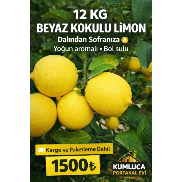 12 KG BEYAZ KOKULU LİMON 