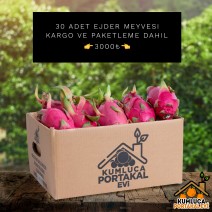 30 ADET EJDER MEYVESİ