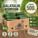 3 KG SALATALIK