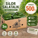 3 KG SİLOR SALATALIK