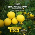 12 KG BEYAZ KOKULU LİMON