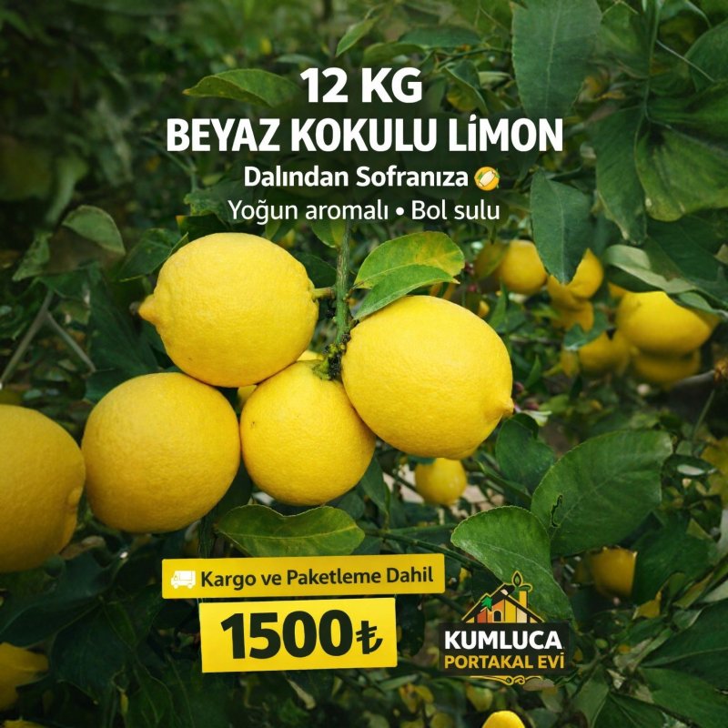 12 KG BEYAZ KOKULU LİMON